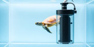 red-eared slider turtle filter setup.png AI generated image using Flux AI